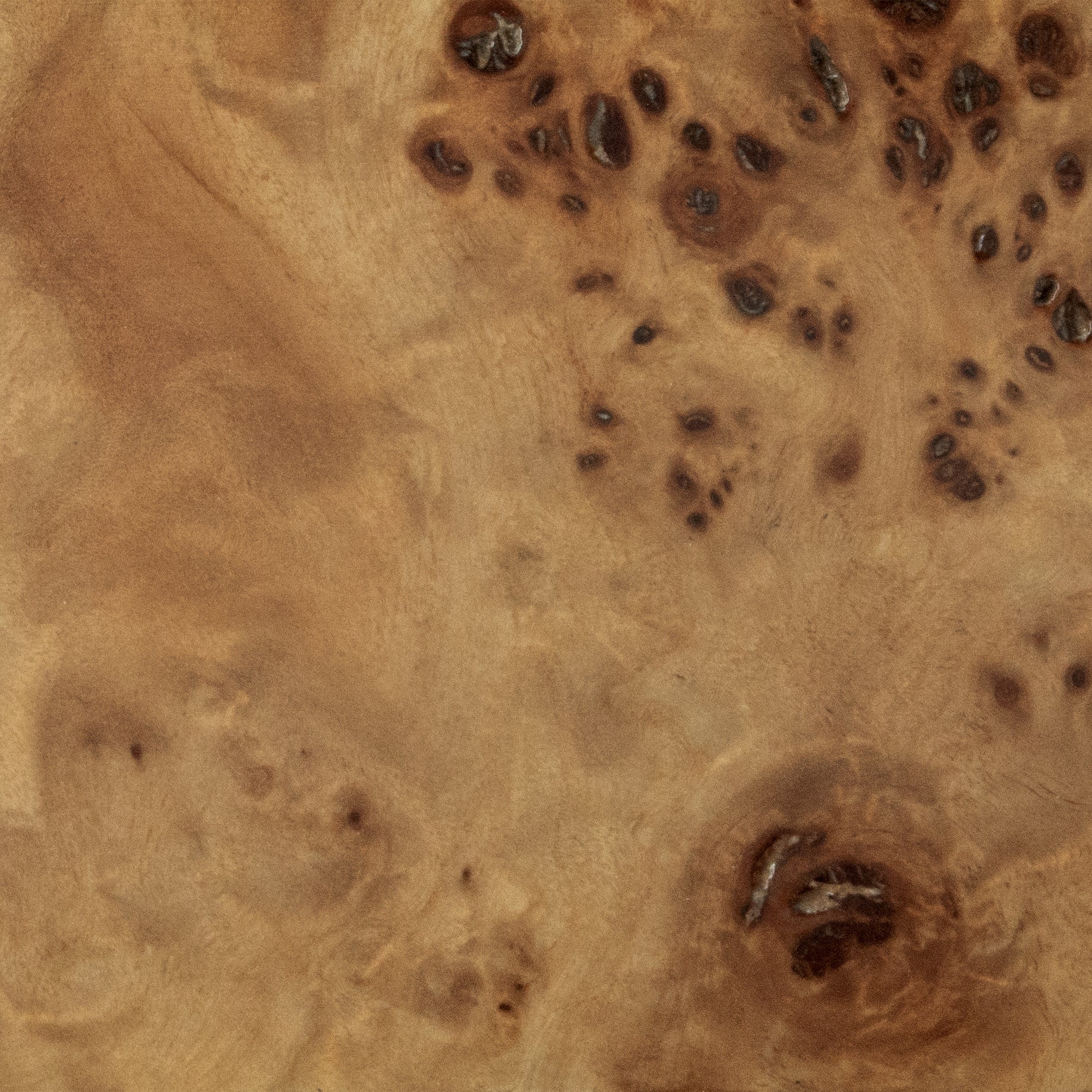 Light Mappa Burl Wood - Buy A Sample